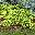 Можжевельник средний Juniperus x media (Juniperus x pfitzeriana) 'Gold Coast'